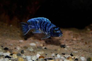 Metriaclima zebra 'Masinje'